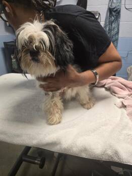 Shih Tzu Dogs Available for Adoption in Detroit, Michigan - Ghost | PetCurious