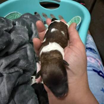 Dachshund and Mixed Breed Dogs Available for Adoption in Cleveland, Tennessee - Chilly | PetCurious