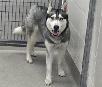 Siberian Husky and Mixed Breed Dogs Available for Adoption in Omaha, Nebraska - SAPPHIRE | PetCurious