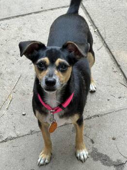 Rescue Chihuahua Dogs for Adoption in Buffalo, New York - Bria | PetCurious