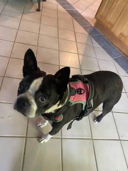 Mazie Dobbs KY4853 -  Boston Terrier Dog for Adoption in Maryville, Tennessee - Mazie Dobbs KY4853 | PetCurious