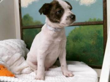 Staffordshire Bull Terrier and Mixed Breed Dogs Available for Adoption in Houston, Texas - A2070459 | PetCurious