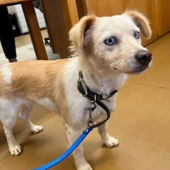 Jitterbug -  Australian Shepherd Dog for Adoption in Bethel, Connecticut - Jitterbug | PetCurious