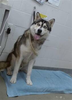 Siberian Husky Dogs Available for Adoption in Salinas, California - CASSIUS | PetCurious