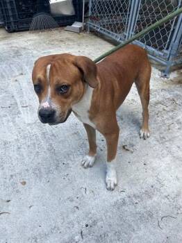 MILLER -  American Bulldog Dog for Adoption in Doral, Florida - MILLER | PetCurious