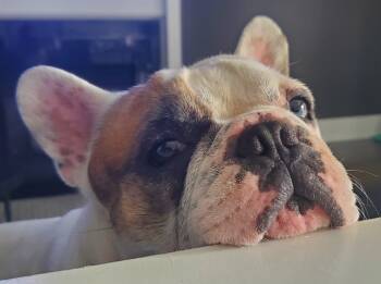 Rescue French Bulldog Dogs for Adoption in Toronto, Ontario - Austin | PetCurious