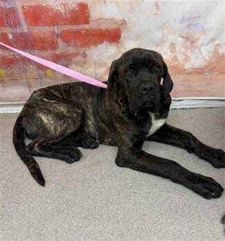 Cane Corso Dogs Available for Adoption in San Bernardino, California - TIGRA | PetCurious