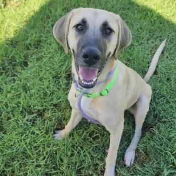 Reze -  German Shepherd Dog and Labrador Retriever Dog for Adoption in League City, Texas - Reze | PetCurious