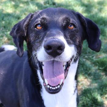 Rescue Border Collie Dogs for Adoption in Clovis, California - Little Brother | PetCurious