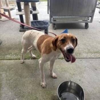 Fable -  Terrier Dog for Adoption in New Tazewell, Tennessee - Fable | PetCurious