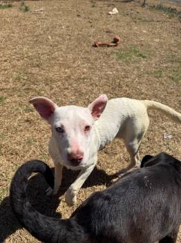 Rescue Mixed Breed Dogs for Adoption in Lawrenceburg, Tennessee - Little Baby | PetCurious