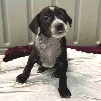 Birdie 0407 -  Australian Cattle Dog Blue Heeler and Mixed Breed Dog for Adoption in Loxahatchee Groves, Florida - Birdie 0407 | PetCurious