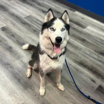 Oreo -  Siberian Husky Dog for Adoption in Naperville, Illinois - Oreo | PetCurious