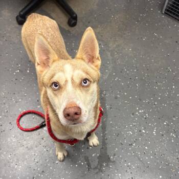 Lorraine -  Mixed Breed Dog for Adoption in Columbiana, Alabama - Lorraine | PetCurious