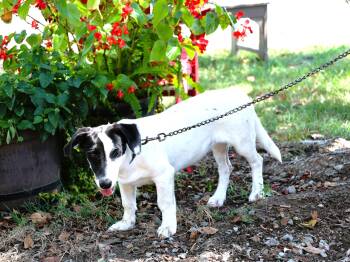 PETRA -  Dachshund and Basset Hound Dog for Adoption in Humboldt, Tennessee - PETRA | PetCurious