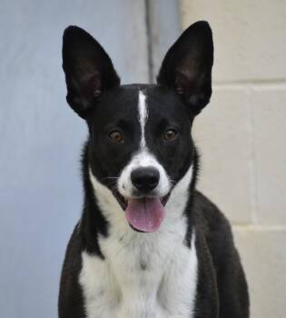 Rescue Border Collie Dogs for Adoption in Georgetown, Texas - Chance | PetCurious