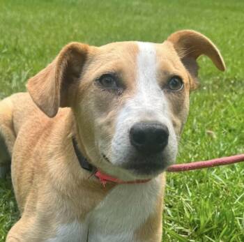 Carolina Dog Dogs Available for Adoption in Syracuse, New York - Bumblebee | PetCurious