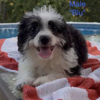 BLU -  Aussiedoodle Dog for Adoption in Chicopee, Massachusetts - BLU | PetCurious