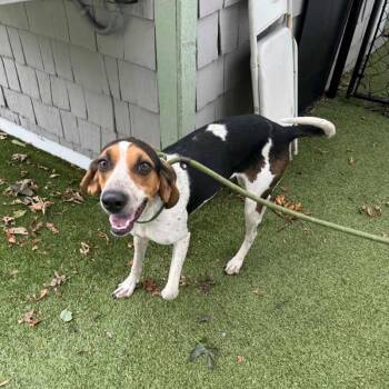Frass -  Coonhound Dog for Adoption in New Bedford, Massachusetts - Frass | PetCurious