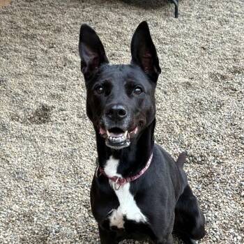 Ophelia -  German Shepherd Dog Dog for Adoption in Grafton, Ohio - Ophelia | PetCurious