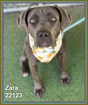 ZARA -  Cane Corso and American Bully Dog for Adoption in Marietta, Georgia - ZARA | PetCurious