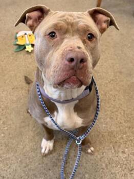 Pit Bull Terrier Dogs Available for Adoption - Rainer | PetCurious