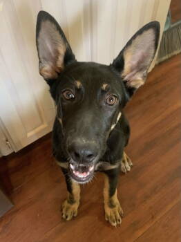 Rescue German Shepherd Dog Dogs for Adoption in Euless, Texas - Lola | PetCurious