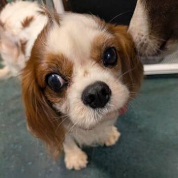Louie -  Cavalier King Charles Spaniel and None Dog for Adoption in Chico, California - Louie | PetCurious