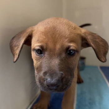 Rescue Terrier Dogs for Adoption in Dallas, Texas - Cappuccino | PetCurious