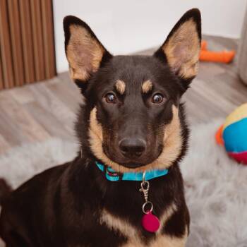 Apricot -  Rottweiler and Mixed Breed Dog for Adoption in Los Angeles, California - Apricot | PetCurious