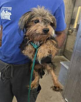 MAUNEQUITO -  Mixed Breed Dog for Adoption in Dallas, Texas - MAUNEQUITO | PetCurious