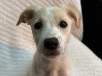 Biscuit -  Feist and Labrador Retriever Dog for Adoption in Algood, Tennessee - Biscuit | PetCurious