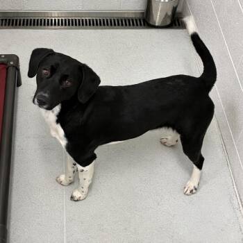 Labrador Retriever and Pointer Dogs Available for Adoption - Donovan | PetCurious