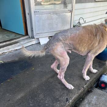 Dante -  Shepherd Dog for Adoption in Spring Hill, Kansas - Dante | PetCurious