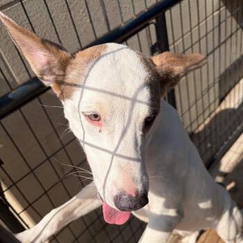 Parker -  Mixed Breed Dog for Adoption in Lake Jackson, Texas - Parker | PetCurious