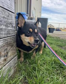 Tribble -  Corgi and Chihuahua Dog for Adoption in Sanger, Texas - Tribble | PetCurious
