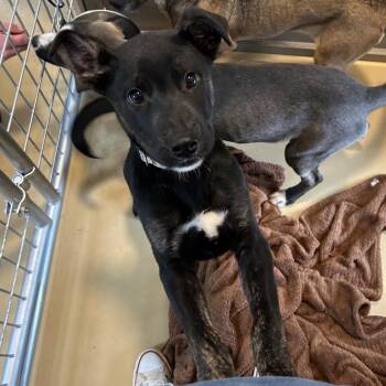 German Shepherd Dog and Black Labrador Retriever Dogs Available for Adoption in Blairsville, Georgia - Fritz/Zeke | PetCurious