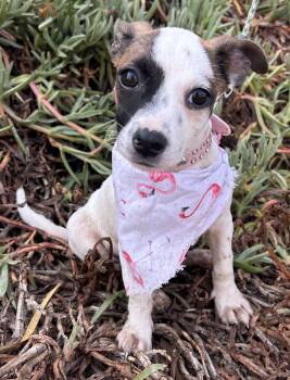 DOLLY -  Jack Russell Terrier Dog for Adoption in Bell Gardens, California - DOLLY | PetCurious