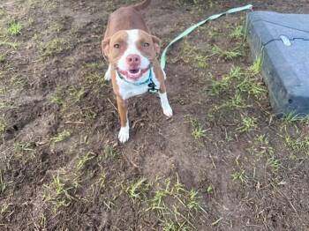 VELVETEEN -  Pit Bull Terrier Dog for Adoption in Ocala, Florida - VELVETEEN | PetCurious
