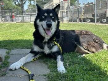 MAYA -  Siberian Husky Dog for Adoption in Tulsa, Oklahoma - MAYA | PetCurious