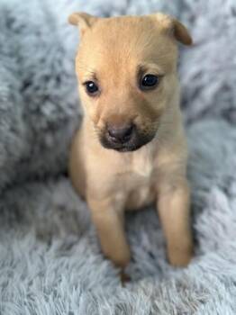 German Shepherd Dog and Australian Shepherd Dogs Available for Adoption - Jasmine | PetCurious