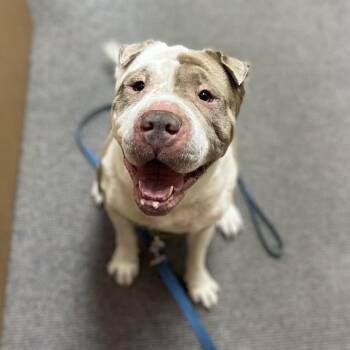 Rescue Shar Pei and Mixed Breed Dogs for Adoption in Omaha, Nebraska - Yoyo | PetCurious