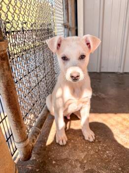 Husky Dogs Available for Adoption in Burnsville, North Carolina - McAvoy | PetCurious