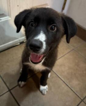 Luna -  Border Collie Dog for Adoption in Millcreek, Utah - Luna | PetCurious
