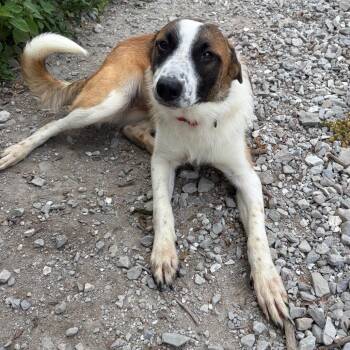 Nova -  Cattle Dog and Mixed Breed Dog for Adoption in Columbia, Missouri - Nova | PetCurious