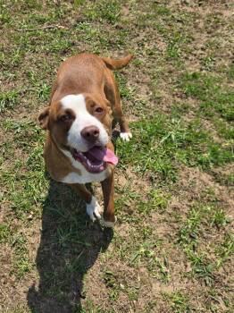 Mixed Breed Dogs Available for Adoption in Angola, Indiana - Ivy | PetCurious