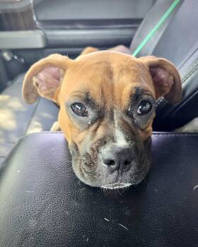 Boxer Dogs Available for Adoption in Monticello, New York - Everlee | PetCurious