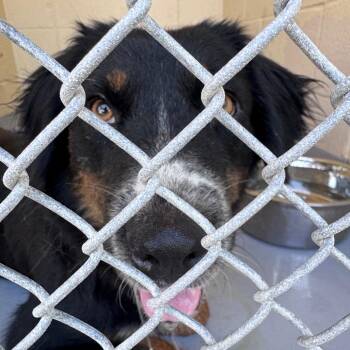 Pickles -  Border Collie Dog for Adoption in Lufkin, Texas - Pickles | PetCurious