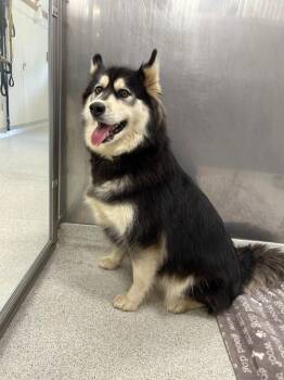 Rescue Husky and Alaskan Malamute Dogs for Adoption in North Haven, Connecticut - Aria | PetCurious