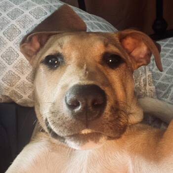 Tucker -  Terrier Dog Available for Adoption in Memphis, Tennessee - Tucker | PetCurious